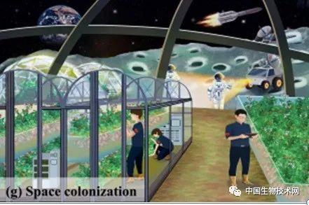 未来太空农场将种植精英作物