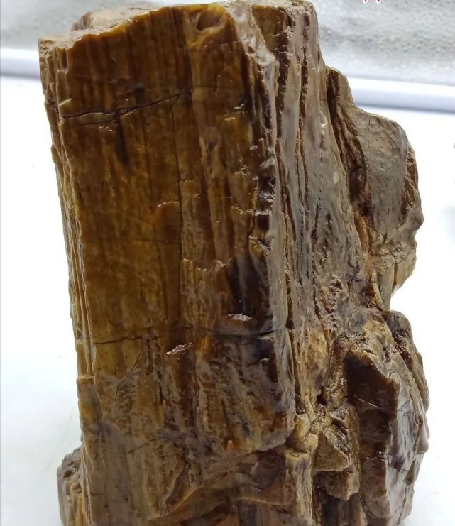 新疆硅化木,又名木化石,主要出自新疆哈密地区的大南湖,沙尔湖,伊吾县