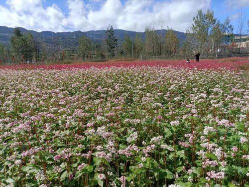 布拖县特尔村将特色农业甜荞花项目打造成网红景点