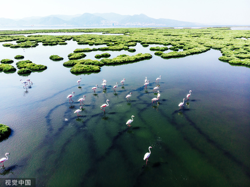 蕴含中华文明历史记忆的湿地景观—中国黄(渤)海候鸟栖息地