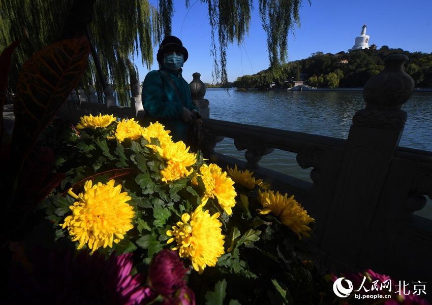 组图来北海公园赏菊北京市菊花展开幕15万盆菊花亮相