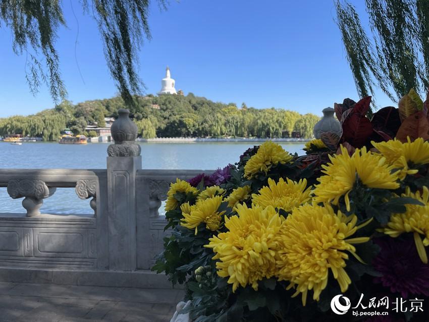 组图来北海公园赏菊北京市菊花展开幕15万盆菊花亮相