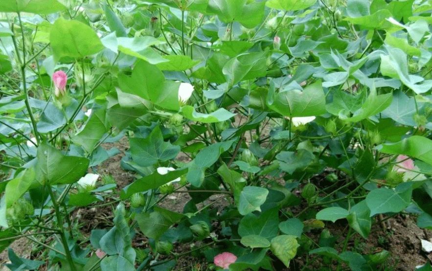 棉花的花期很长,通常是棉田里这朵花刚谢,那朵花又开.