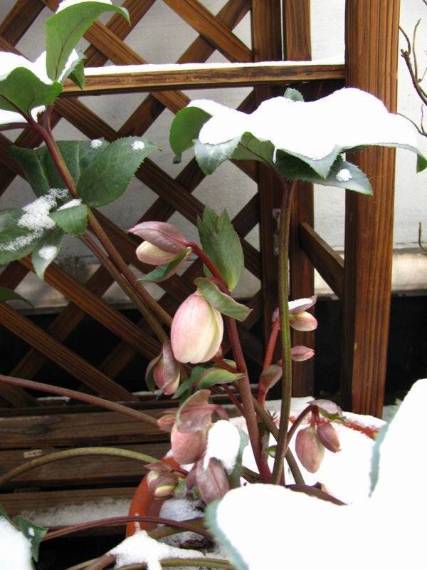 首先它们就是不同科的,芍药是属于草本植物,而牡丹是属于小型的灌木
