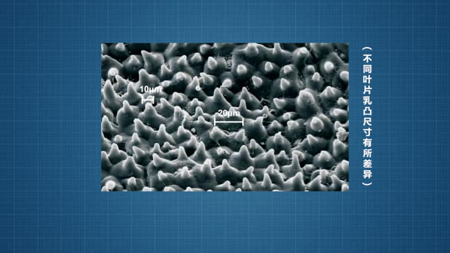 看起来很光滑,但是从微观角度上能够看到,每个凸起的尺寸接近了10微米