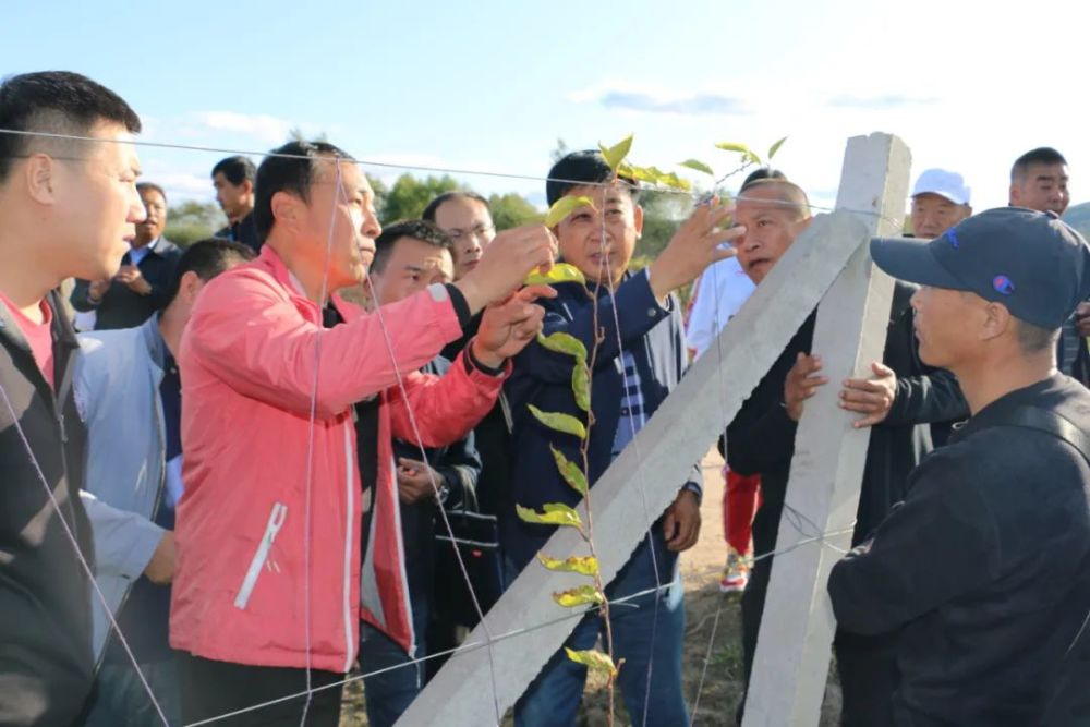 黑龙江林业报王树廷危中寻机五味子鼓起钱袋