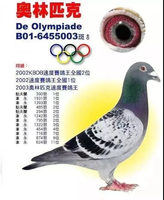 居斯特·詹森(gust jansen)作育,获得2002年法国奥林匹克速度代表鸽