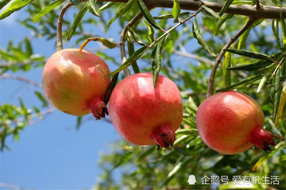 又到了石榴成熟的季节四川会理石榴你吃过吗