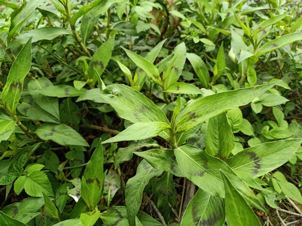 水田里的20种常见杂草竟是可食用的野菜,你认识几种?