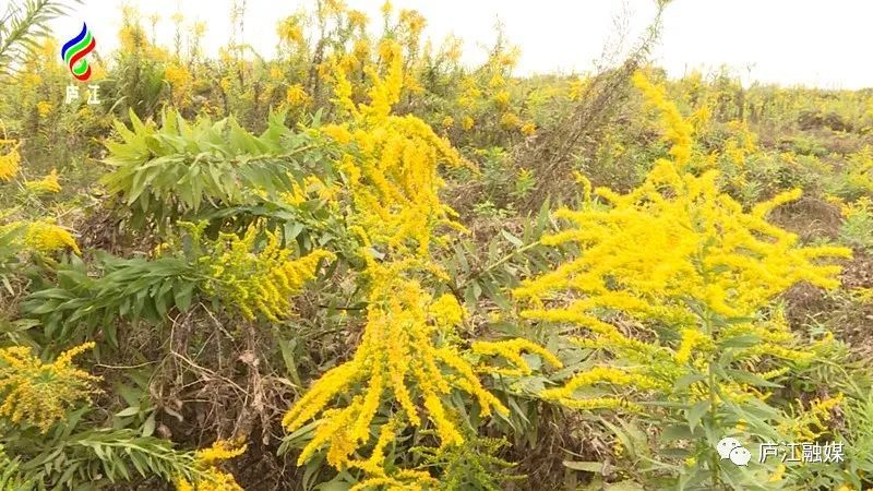 这个地方出现"一枝黄花"!铲除!