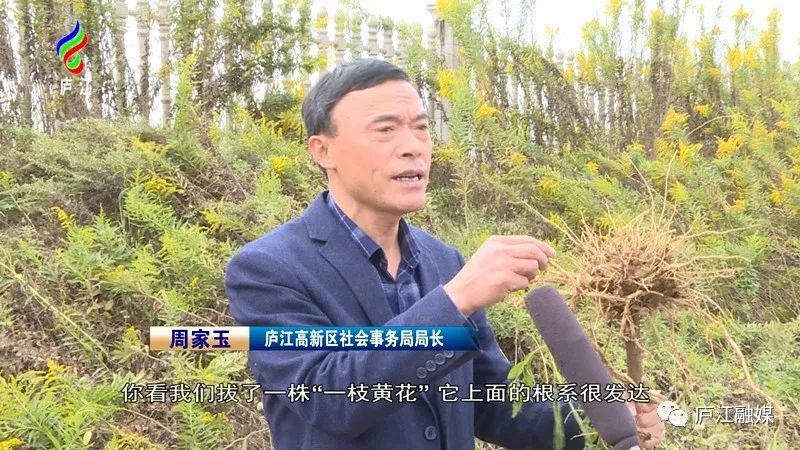 这个地方出现"一枝黄花"!铲除!