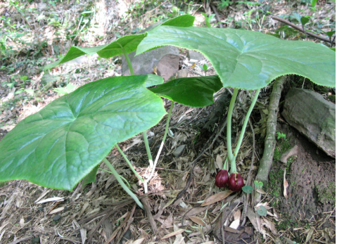 俗语"识得八角莲,可与蛇共眠",八角莲是怎样一种植物?