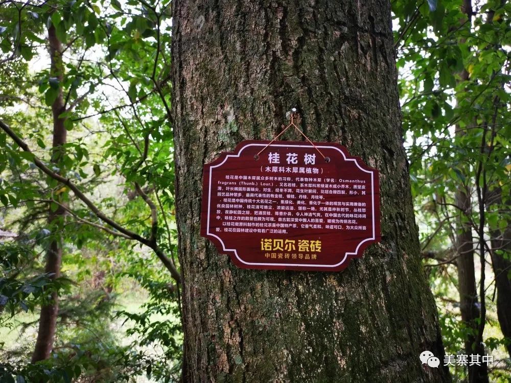 "百县百日"文旅消费季 | 全南中寨乡黄泥水村上西坑桂花节恭候五湖