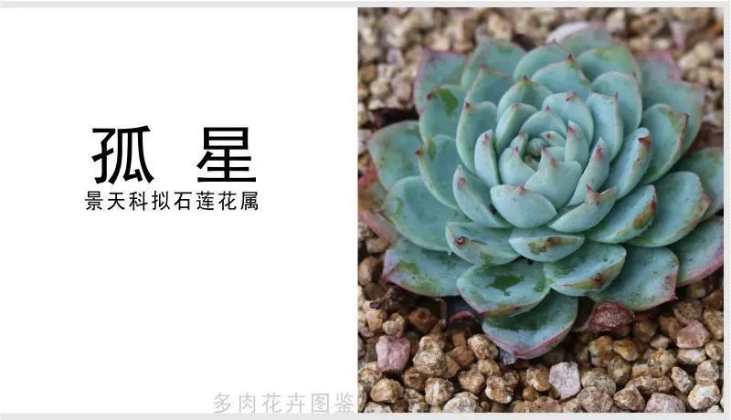 "孤星"景天科拟石莲花属多肉植物,中型种,月影系列