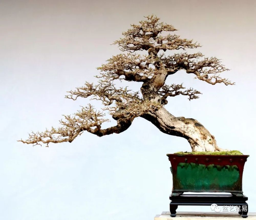 揖翠凝生—2021中国盆景名城顺德第三届盆景大展金奖作品欣赏_腾讯