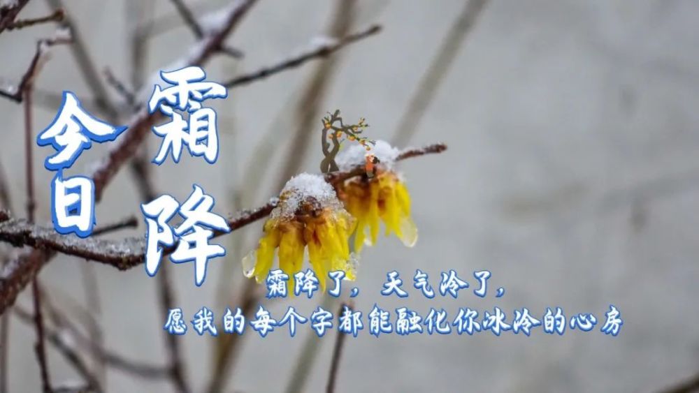 霜降节气祝福语大全 霜降问候语说说文案 有关霜降的朋友圈心情个性