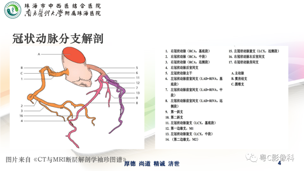 零基础|看图学习冠状动脉cta解剖及常见病变