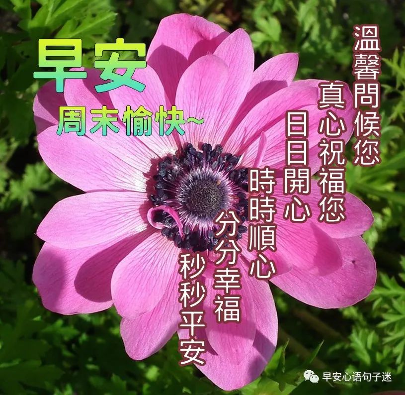 天空累了,放弃了太阳选择了月亮和星星.花儿累了,放弃了美丽选择果实.
