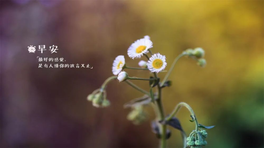 一个问候给你一个新的心情,一个祝福带给你新的起点,愿你从今晨开始