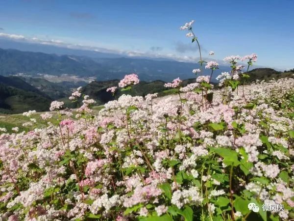 今年国庆节期间,"云上花海-心灵氧吧"乡村旅游景区正式对外开放,迎来