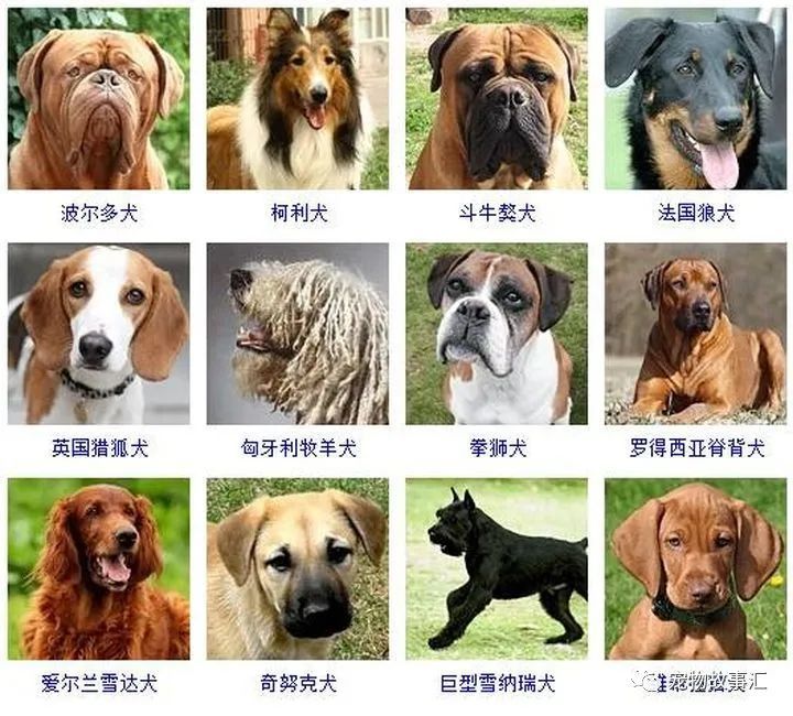 狗狗共有多少种178个品种带图在这里