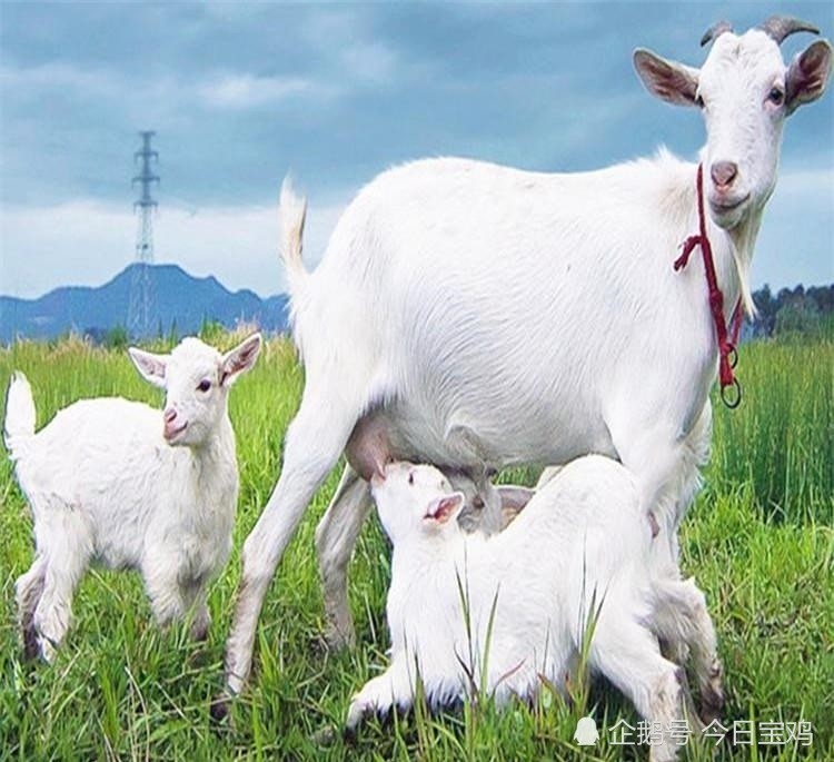 可喜可贺!陇县东风镇(奶山羊)荣获第十一批全国"一村一品"示范村镇