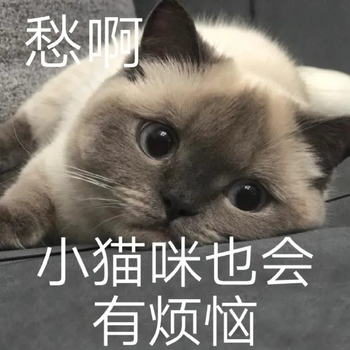 表情包丨小猫咪也会有烦恼