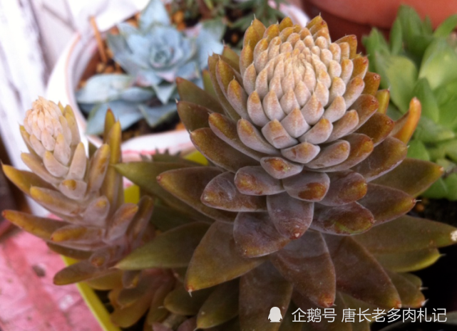 瓦松有很多种,其中大部分就是东亚地区土生土长的多肉植物,因此完全