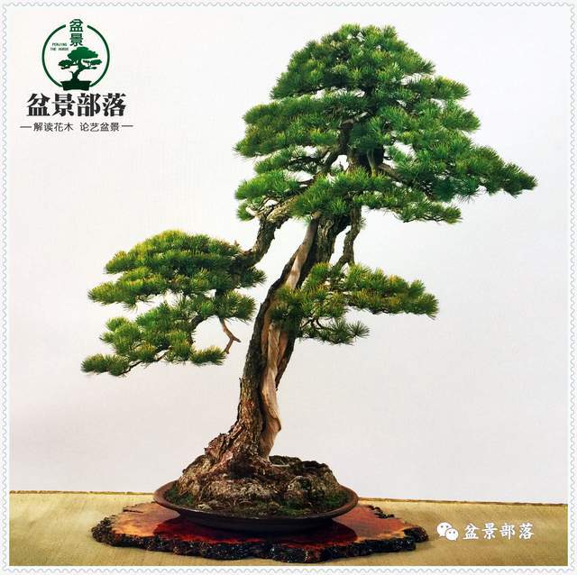 盆景制作视频教程大全