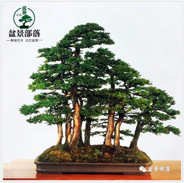 《盆景制作自学教程大全》有哪些优势:1,更方便,入门更低不用出远门