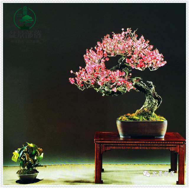 盆景制作视频教程大全