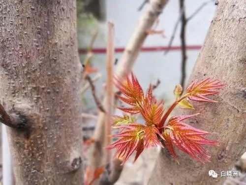 每年春上都可以摘上几把椿树芽,炒上几盘香喷喷的香椿蛋吃了,喜欢得