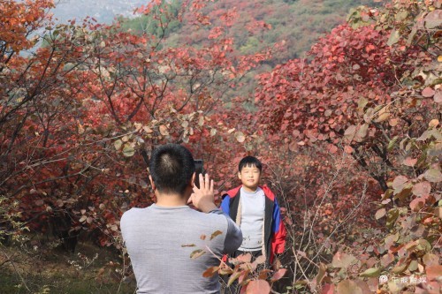 汝州大峪漫山红叶醉游人