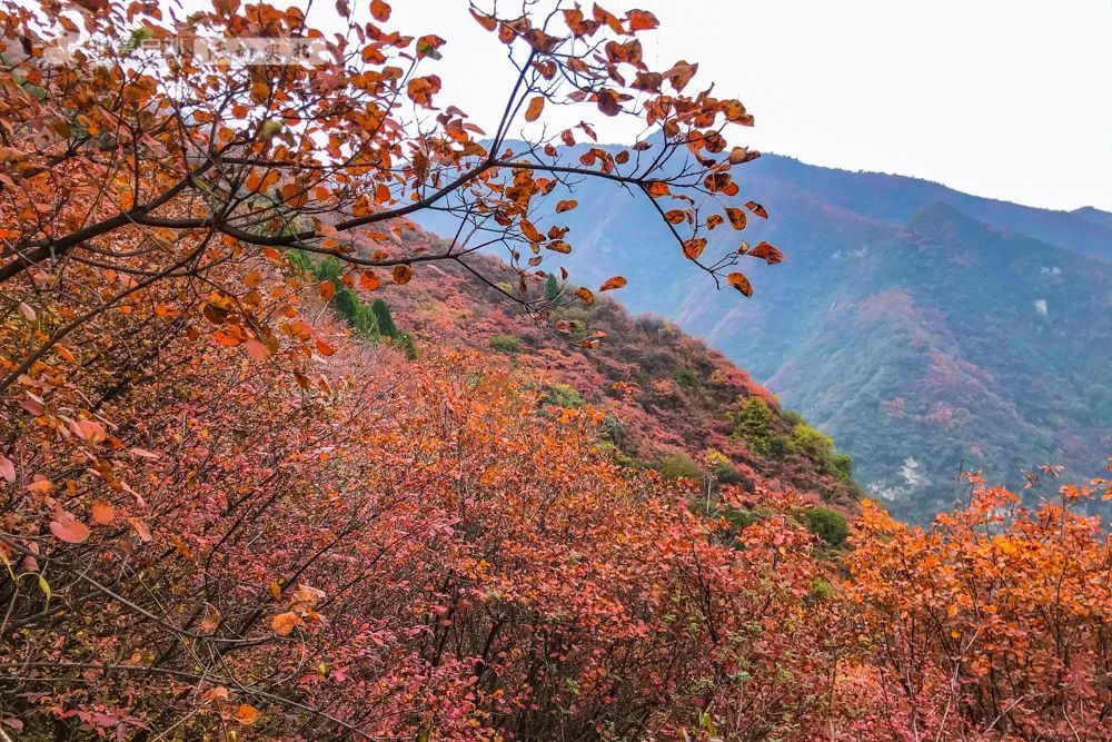 推荐|秦岭最美红叶观赏点之一"圭峰山",红叶遍布,云海