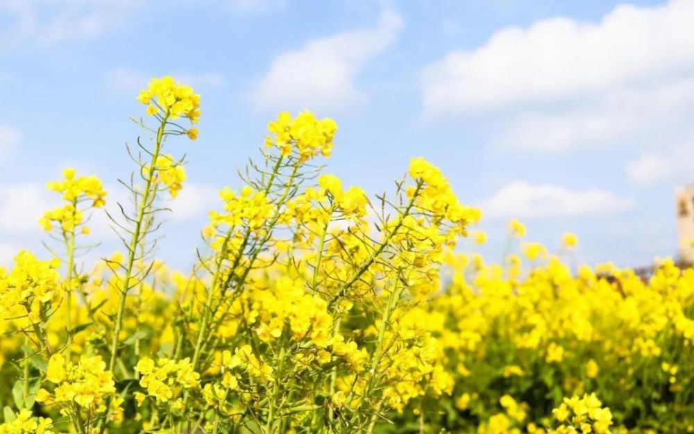 电脑桌面灿烂油菜花田高清桌面壁纸