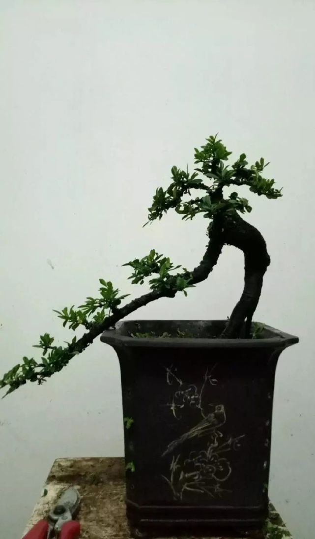 上面这盆精品小叶鼠李盆景,开始的时候是典型悬崖式造型,左侧的悬崖