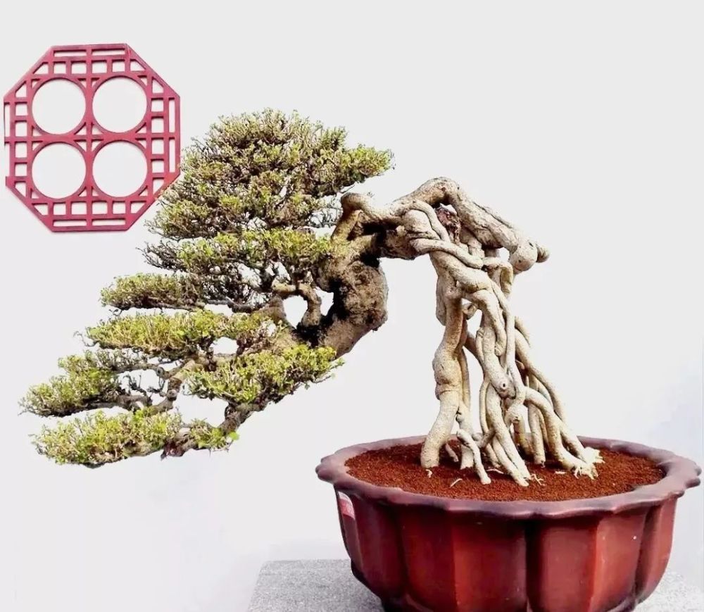 妙桩水上生水影意趣浓