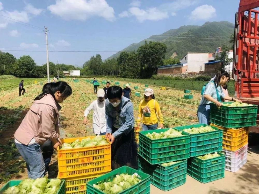 廣州菜價(jià)漲上天 mpcpopcom_全國(guó)菜價(jià)漲超兩成_6月全國(guó)菜價(jià)上漲