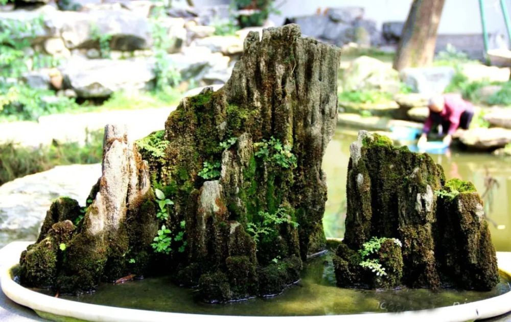 锁定"青山绿水,5个动作深入"滋养"你的山水盆景!