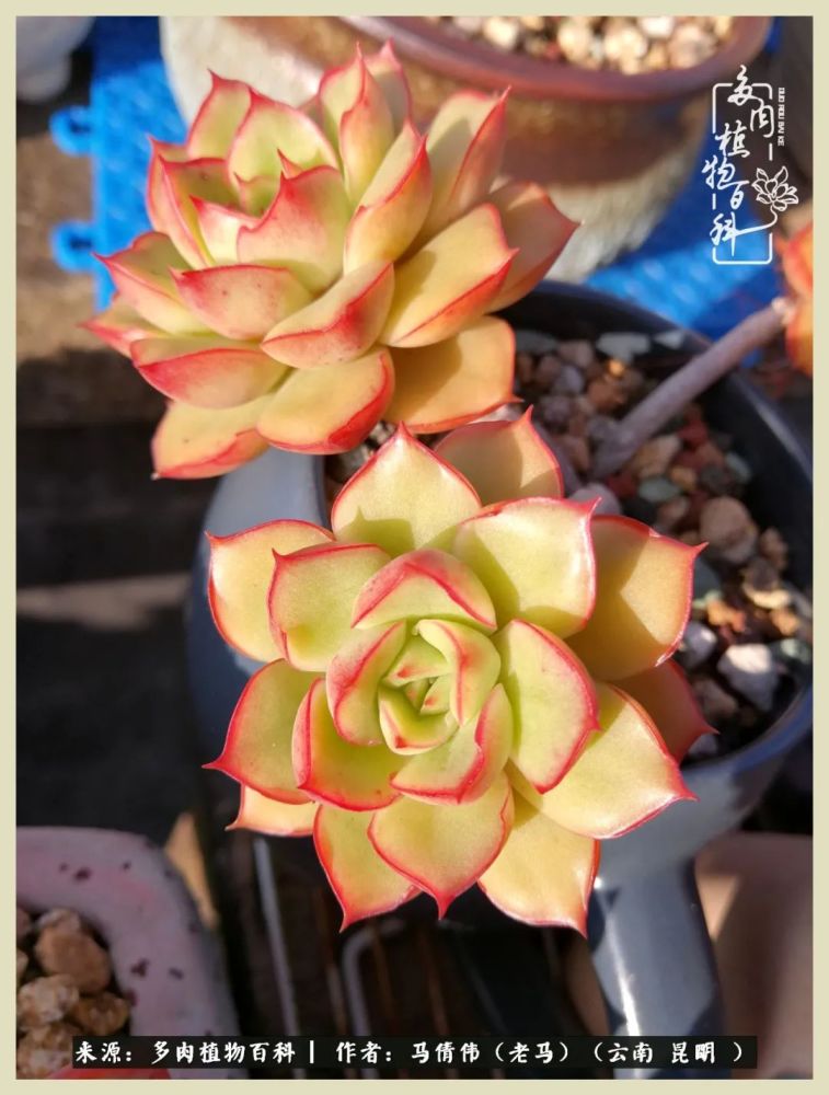 坐标:云南 昆明编辑整理:【多肉植物百科】百科君