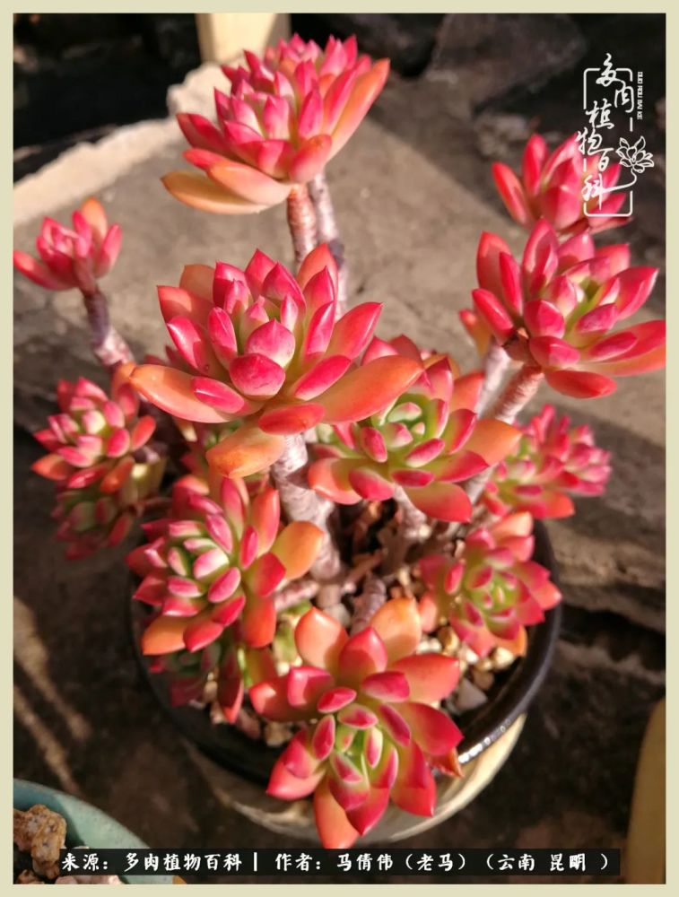 红稚莲锦