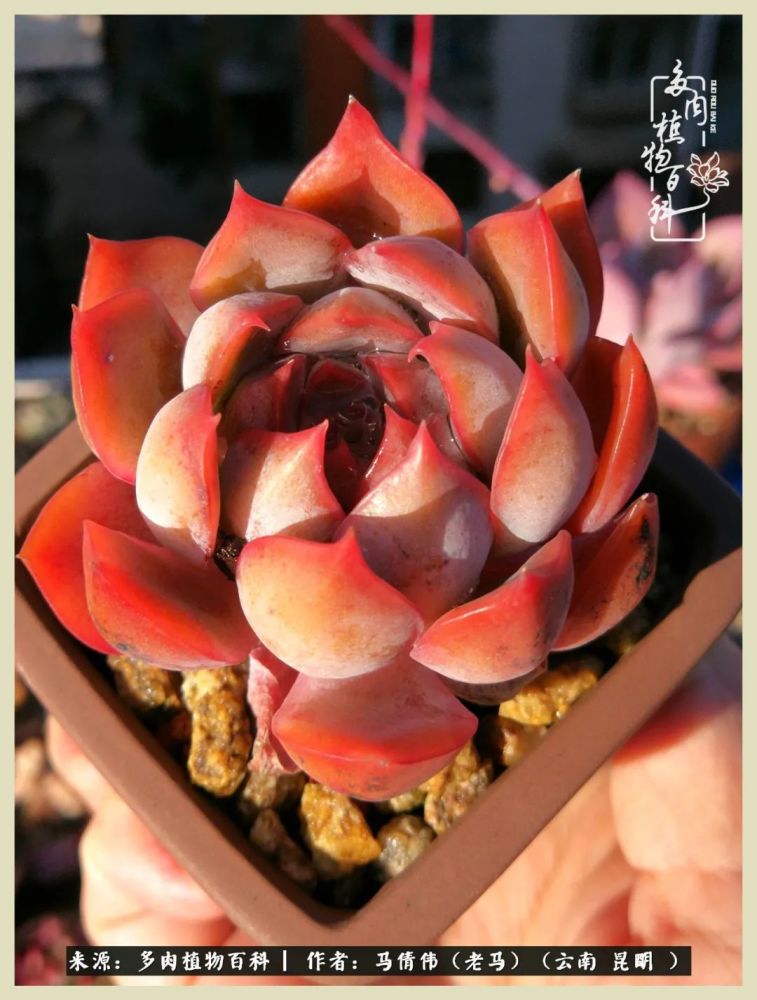 坐标:云南 昆明编辑整理:【多肉植物百科】百科君
