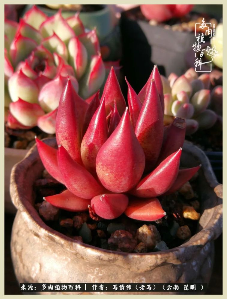 坐标:云南 昆明编辑整理:【多肉植物百科】百科君