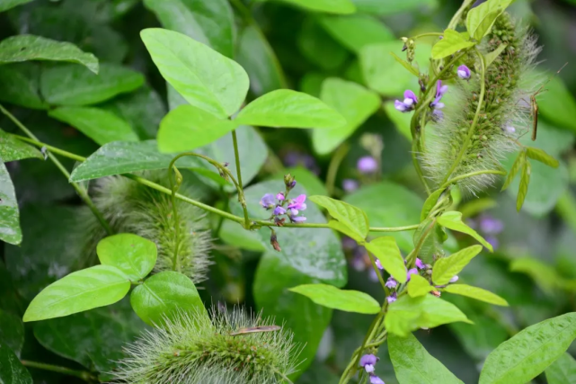 宁波植物不稀有的另类保护植物野大豆