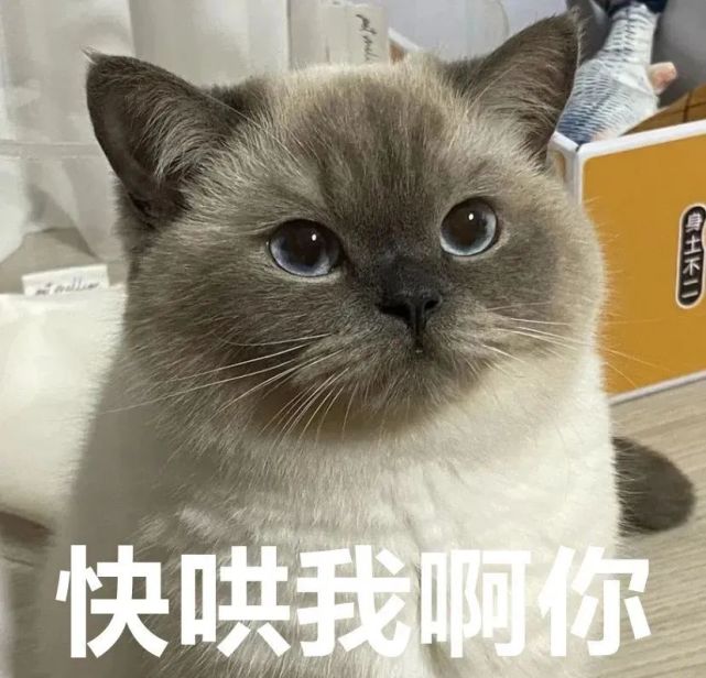 50个聊天很火的煤球猫咪表情包,可爱的上头