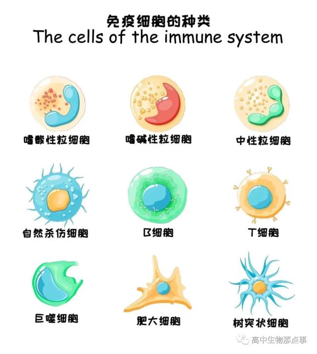 肥大细胞:肥大细胞和嗜碱性粒细胞起源于共同的祖细胞,区别在于肥大