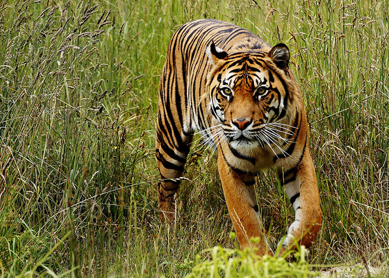 六种现代虎里面,体型最大的老虎是哪种?是孟加拉虎还是东北虎?