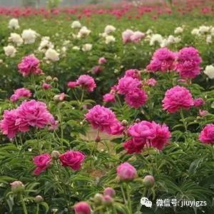 芍药的药用配伍