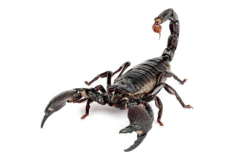 蝎子不吃不喝能活多久?蝎子拥有令人难以置信的能力
