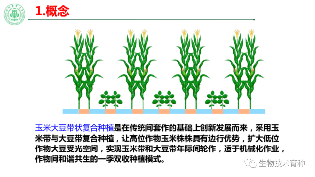 杨文钰:玉米-大豆带状复合种植的主要优势与关键技术